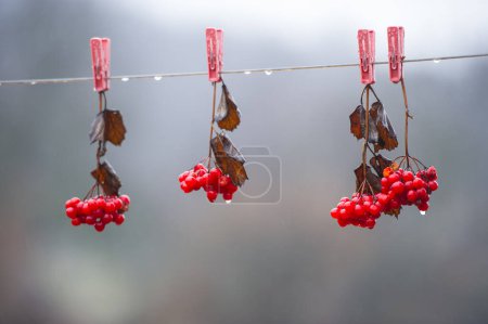 Téléchargez les photos : Red Viburnum Berries on a Rope on a Blurry Background. Bannière Web. - en image libre de droit