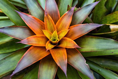 Photo for Bromeliad Flower Plant Blooming in the garden - Royalty Free Image