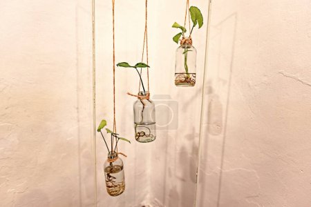 Petites plantes suspendues dans des bouteilles en verre décoration intérieure