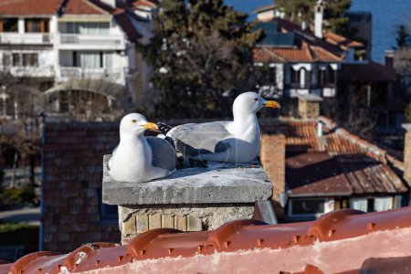 Two Seagulls on the roof close up, sea birds in Bulgaria