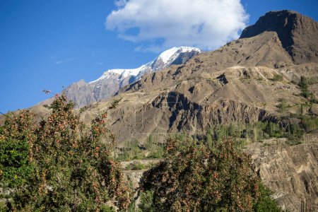 Photo for Rakaposhi mountain view from Minapin village in Pakistan - Royalty Free Image