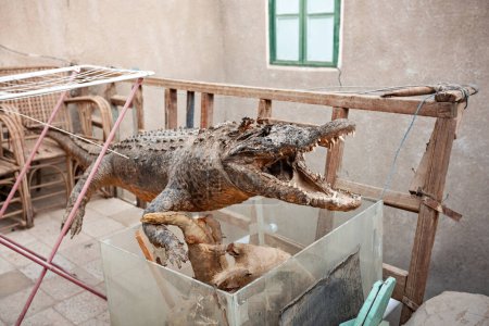 Photo for Dried crocodile at the entrance of traditional Nubian house Elephantine island Aswan Upper Egypt - Royalty Free Image