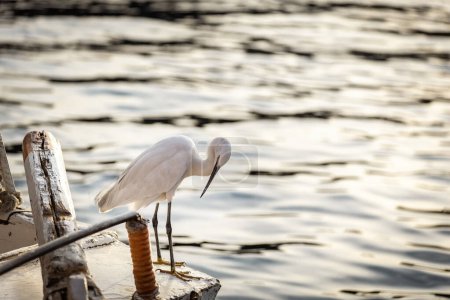 Photo for White heron in Aswan standing on the boat on Nile river, Egypt - Royalty Free Image