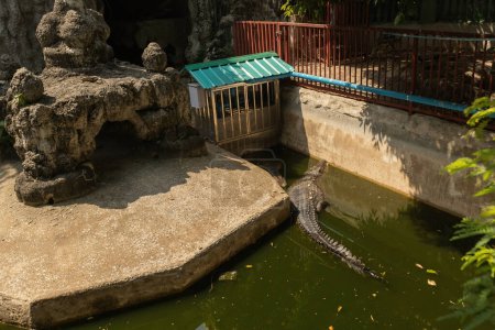 Photo for Crocodile in the pool at Wat Chakrawatrachawat Woramahawihan (Wat Sam Pluem) Crocodile Temple in Bangkok Thailand - Royalty Free Image