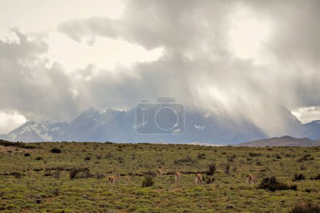 Téléchargez les photos : Group of guanaco animals in Patagonia Chile - en image libre de droit