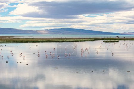 Laguna Nimez mit vielen rosa Flamingos in Santa Cruz Argentinien