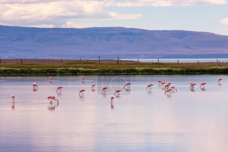 Laguna Nimez with lots of pink flamingoes in Santa Cruz Argentina