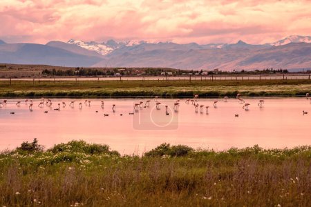 Laguna Nimez mit vielen rosa Flamingos in Santa Cruz Argentinien
