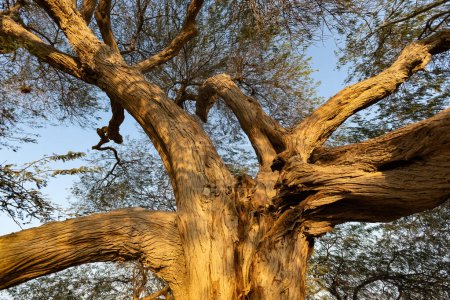 Baum des Lebens in der Wüste von Manama Bahrain