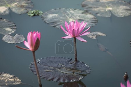 Foto de Flores de loto rosa en el estanque - Imagen libre de derechos