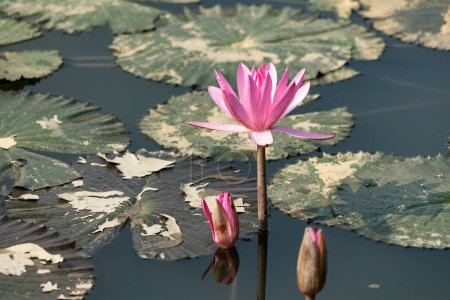 Foto de Flores de loto rosa en el estanque - Imagen libre de derechos