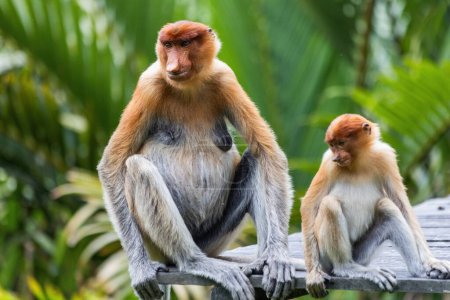 Deux mignons singe Proboscis dans la forêt tropicale de Bornéo Sandakan Malaisie