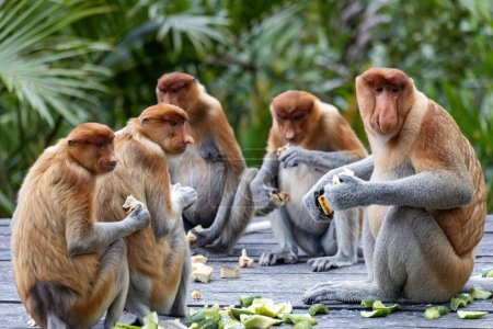 Grupo de monos probóscis en la selva tropical de Borneo Sandakan Malasia