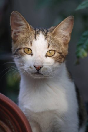 Téléchargez les photos : Mignon chat errant posant en regardant la caméra - en image libre de droit