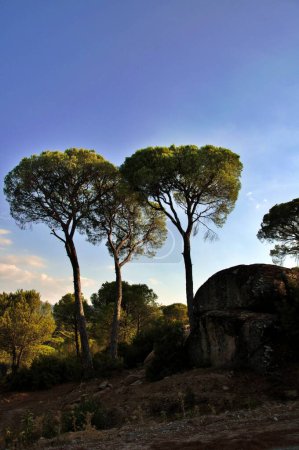 Téléchargez les photos : Forêt de pins de pierre par une journée ensoleillée, Région égéenne, Turquie - en image libre de droit