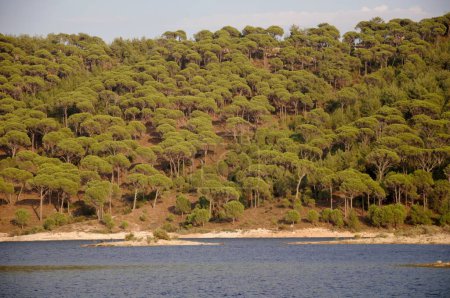 Téléchargez les photos : Forêt de pins de pierre par une journée ensoleillée, Région égéenne, Turquie - en image libre de droit