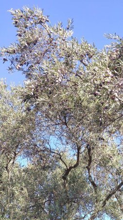 Téléchargez les photos : Or méditerranéen ; Oliviers sur sa branche d'arbre - en image libre de droit