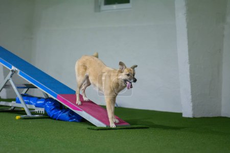 Mixed breed dog during sports class, doing see-saw. Agility competition, dog obstacles in the training centre.