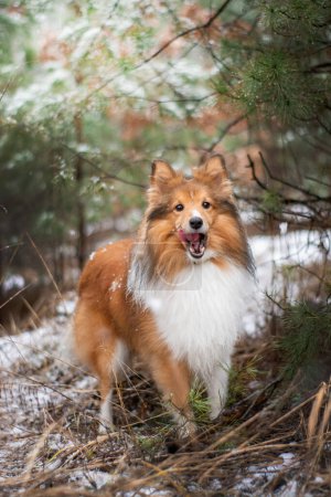 Photo for Portrait of a red-haired dog licking his nose in the snowy forest. Winter walk with a small fluffy Sheltie. Snowflakes flying around. - Royalty Free Image