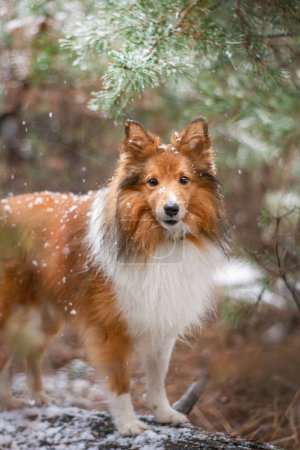 Photo for Portrait of a red-haired dog in the woods during heavy snow. Winter walk with a small fluffy Sheltie, cold forest landscape on the background. Snowflakes flying around. - Royalty Free Image