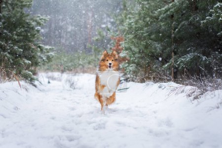 Photo for Amazing portrait of a cute dog running in the woods during heavy snow. Winter walk with a small fluffy Sheltie, cold forest landscape on the background. Snowflakes flying around. High quality copy space photo. - Royalty Free Image