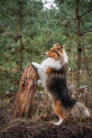 Photo for Portrait of a cute dog standing with his paws on a tree in the forest. Red-haired fluffy Sheltie doing dog tricks during a walk in the nature, high quality photo. - Royalty Free Image