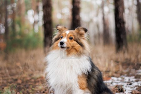 Photo for Portrait of a cute dog sitting pretty in the forest. Red-haired fluffy Sheltie doing dog tricks during a walk in the nature, high quality photo. - Royalty Free Image