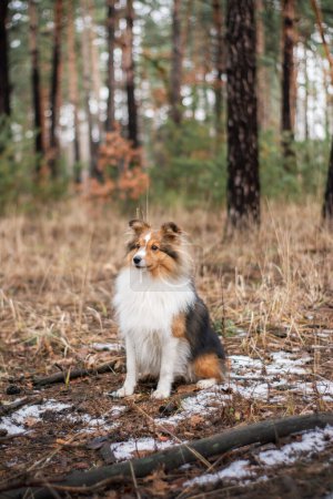 Photo for Portrait of a cute dog sitting in the forest. Winter walk with a small fluffy Sheltie, cold forest landscape on the background. High quality copy space photo. - Royalty Free Image