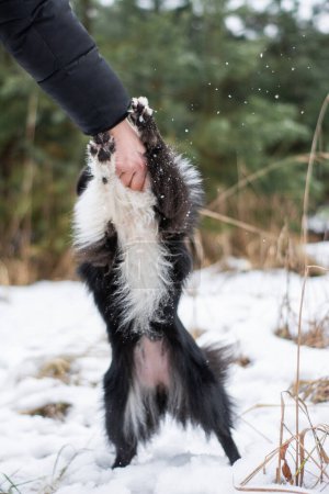 Photo for Dog having fun and getting rewarded by woman hand in winter forest. Walk in the snowy woods with a black Sheltie and her owner, beautiful nature on the background. - Royalty Free Image