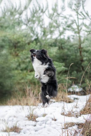 Photo for Dog jumping and having fun in winter forest. Walk in the snowy woods with a black Sheltie, beautiful nature on the background. - Royalty Free Image