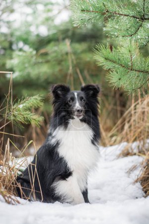 Photo for Dog posing in winter forest. Walk in the snowy woods with a black Sheltie, beautiful nature on the background. - Royalty Free Image