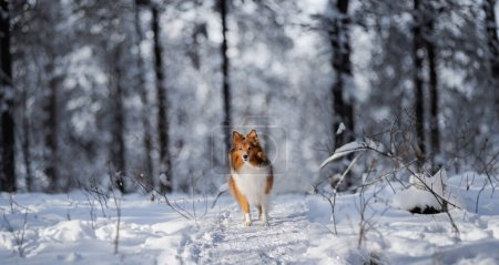 Portrait of red dog breed Sheltie on a walk in snowy winter forest with beautiful blue landscape and bokeh background. Shetland Sheepdog standing and looking at the camera. Stretched wide horizontal copy space picture, space for text, high quality.