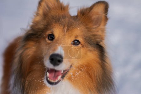 Photo for Close up of a dog's face in winter with snowflakes around. Beautiful bright eyes of a Shetland Sheepdog and open mouth with a tongue sticking out. - Royalty Free Image