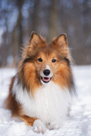 Photo for Portrait of a red-haired dog in the forest. Sheltie laying and looking at the camera after games in the snow, beautiful landscape background. - Royalty Free Image
