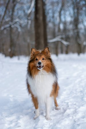 Photo for Dog walking in snowy forest. Snowflakes on the face. Active Sheltie in the nature with beautiful background. - Royalty Free Image