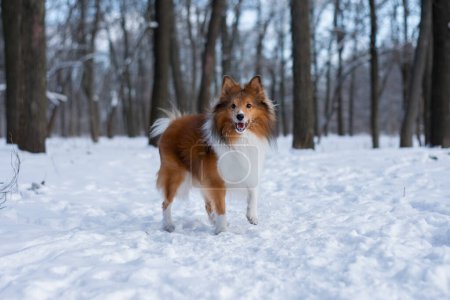 Photo for Dog walking in snowy forest. Snowflakes on the face. Active Sheltie in the nature with beautiful background. - Royalty Free Image