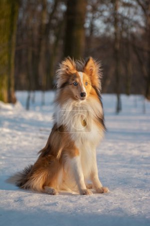Cute red-haired puppy on the winter walk. Portrait of a Shetland sheepdog with bright blue eyes in snowy forest with beautiful sunny winter landscape on the background. 