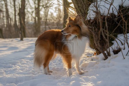 Red-haired Sheltie standing in sunny snowy forest. Dog walk in the nature with beautiful background.