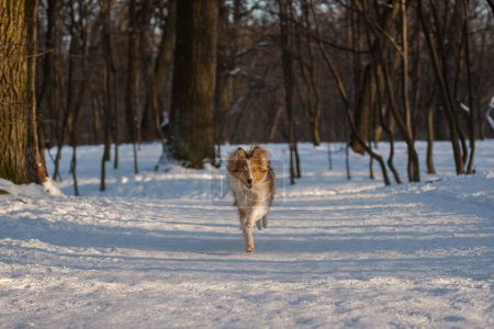 Lindo cachorro de pelo rojo corriendo en el bosque nevado. Perro pastor activo de Shetland con ojos azules que se divierten en la naturaleza con hermoso paisaje de invierno soleado en el fondo. Fotografía horizontal del espacio de copia.