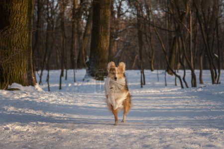 Lindo cachorro de pelo rojo corriendo en el bosque nevado. Perro pastor activo de Shetland con ojos azules que se divierten en la naturaleza con hermoso paisaje de invierno soleado en el fondo. Fotografía horizontal del espacio de copia.