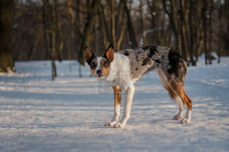 Cute dog walking in the nature. Portrait of a blue merle short-haired Border Collie standing in snowy sunny forest with beautiful winter landscape.