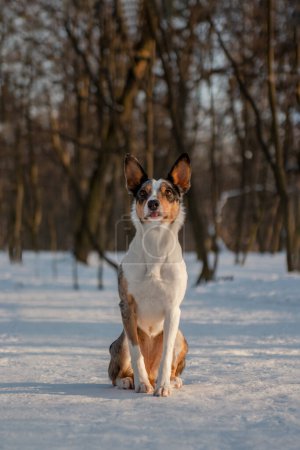 Dog walking in the nature. Portrait of a blue merle short-haired Border Collie sitting in snowy sunny forest with beautiful winter landscape, tongue sticking out.