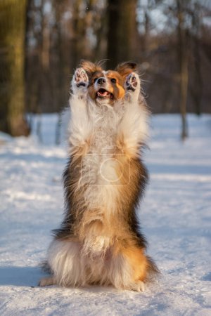 Photo for Happy smiling dog in snow doing cute tricks. Portrait of a Sheltie sitting pretty in winter forest. - Royalty Free Image