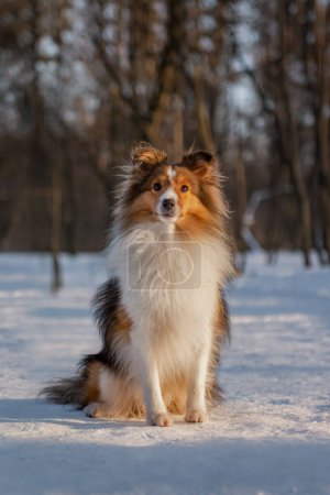 Small fluffy dog sitting in snowy forest. Red-haired Shetland Sheepdog posing in winter nature.