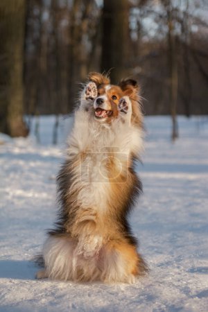 Cute Sheltie sitting pretty in snowy forest. Amazing dog tricks of the smartest breed.