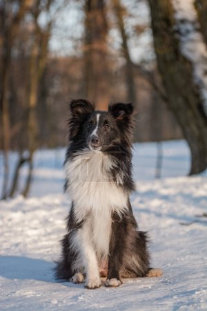 Photo for Portrait of a cute dog in snowy forest with beautiful sunny background. Black and white Shetland Sheepdog puppy looking at the camera and posing. - Royalty Free Image