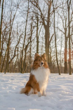 Portrait of a cute dog in snowy forest with beautiful sunny background. Red-haired Shetland Sheepdog walking in the park. Amazing winter landscape during sunset.
