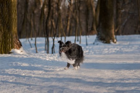 Small dog Sheltie running fast towards her owner in snowy forest. Winter landscape background. Wide horizontal picture, copy space.