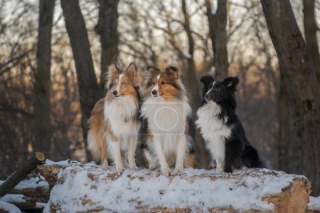 Cute little family of Shelties - three beautiful dogs sitting together in winter forest. Sunny snowy background, a walk on nature with Shetland Sheepdogs kennel. 