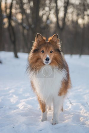 Photo for Portrait of a cute dog in snowy forest with beautiful sunny background. Shetland Sheepdog on nature. - Royalty Free Image